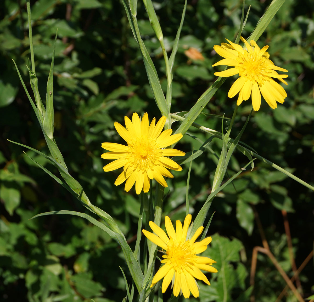 Изображение особи Tragopogon orientalis.