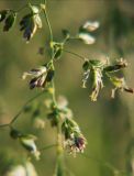 Poa pratensis. Часть соцветия. Санкт-Петербург, пустырь. 06.06.2009.