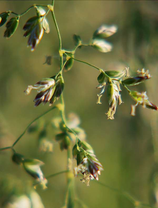 Изображение особи Poa pratensis.