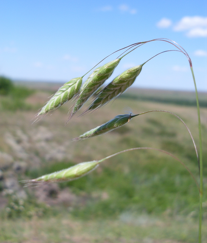 Изображение особи Bromus hordeaceus.