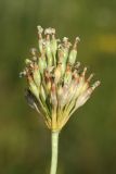 Primula farinosa