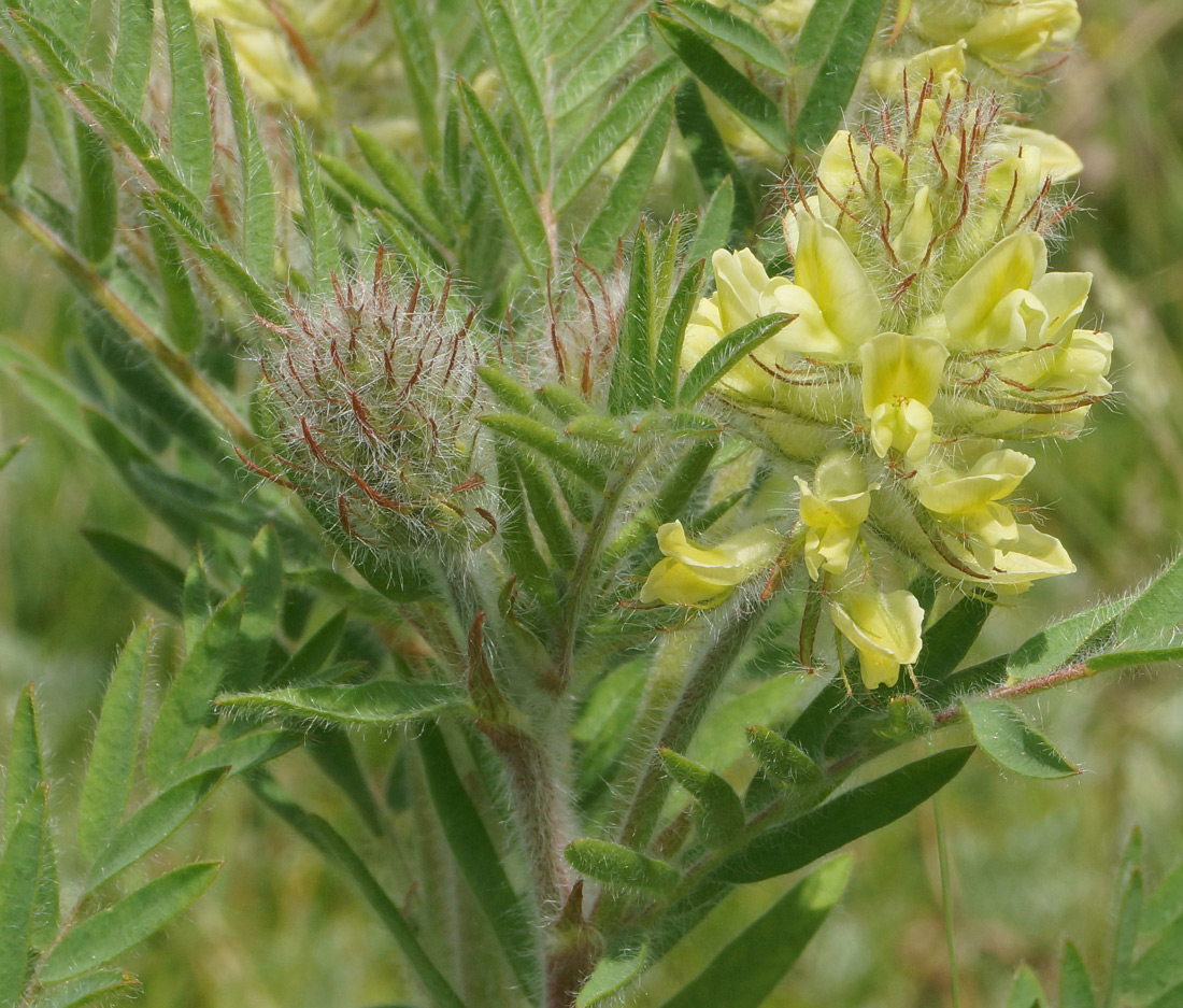 Image of Oxytropis pilosa specimen.