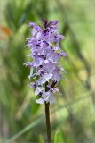 Dactylorhiza maculata. Верхушка побега с соцветием. Ленинградская обл., Ломоносовский р-н, долина р. Шингарка, сфагновое болото. 05.07.2015.