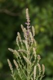 Lythrum tomentosum. Верхушка растения с распускающимися соцветиями. Адыгея, Майкопский р-н, окр. пос. Никель, поляна над каньоном р. Белой. 18.07.2015.