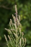 Lythrum tomentosum