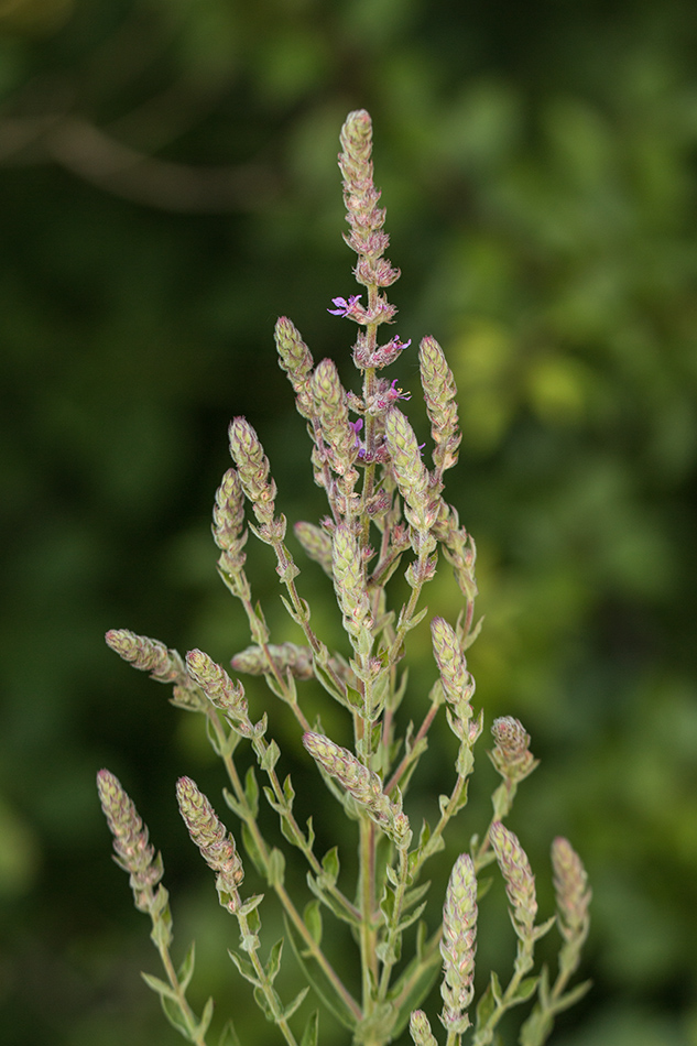 Image of Lythrum tomentosum specimen.
