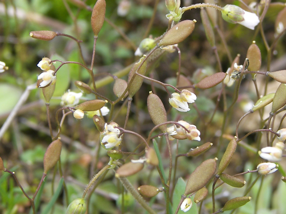 Изображение особи Erophila verna.