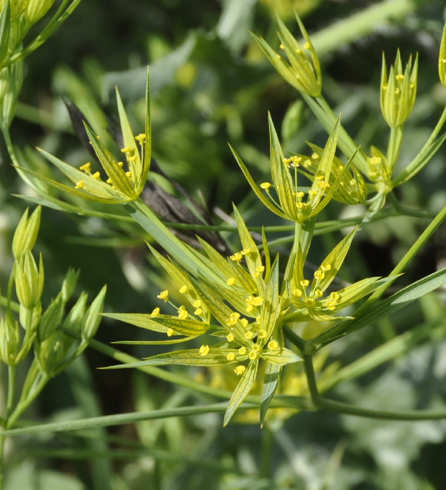 Изображение особи Bupleurum odontites.