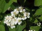 Spiraea chamaedryfolia