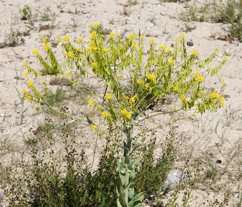 Image of Isatis oblongata specimen.