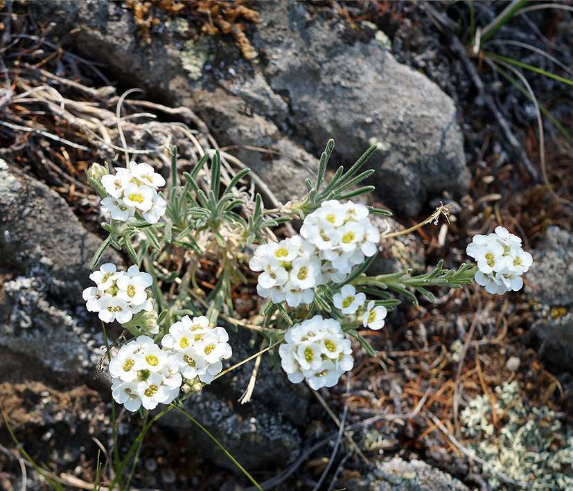 Image of Ptilotrichum tenuifolium specimen.