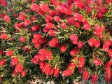 Callistemon citrinus