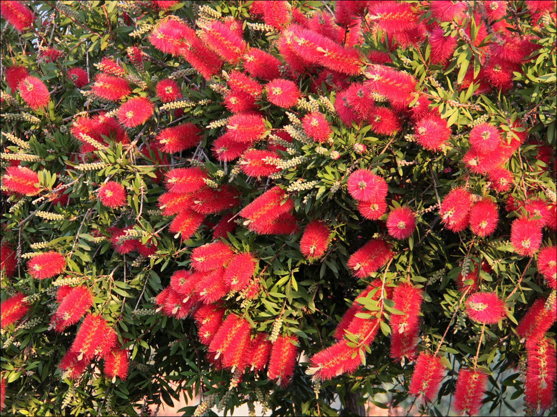 Image of Callistemon citrinus specimen.