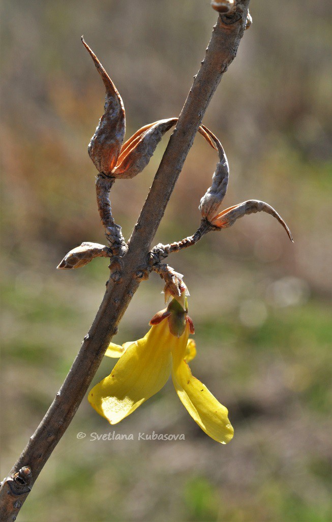 Изображение особи род Forsythia.