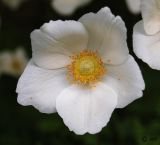 View full-size image Anemone sylvestris