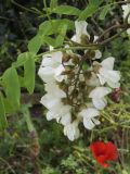 Robinia pseudoacacia