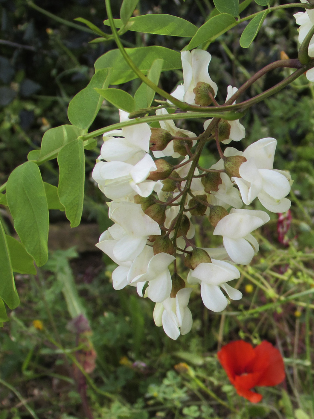 Изображение особи Robinia pseudoacacia.