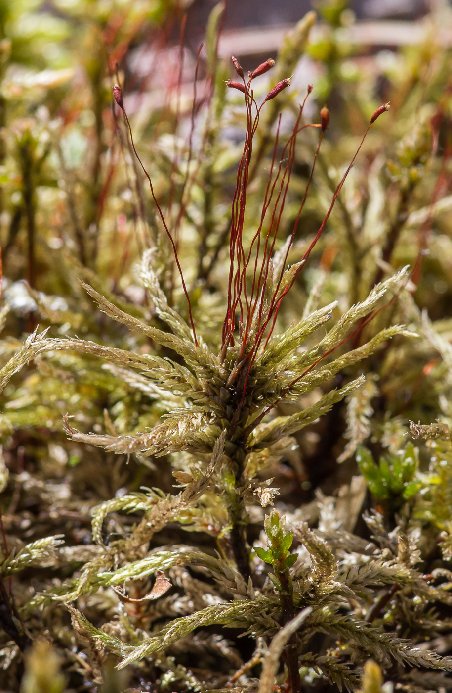 Изображение особи Climacium dendroides.