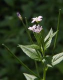 Epilobium adenocaulon. Соцветие с формирующимися плодами. Санкт-Петербург, Пискарёвский парк. 31.07.2009.