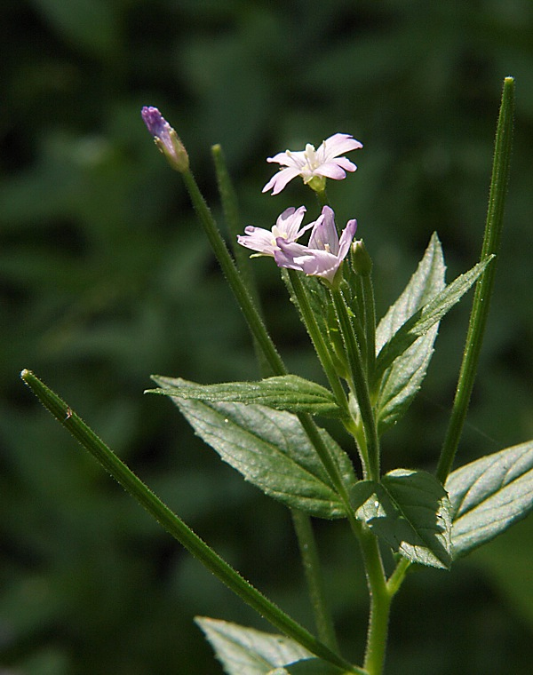 Изображение особи Epilobium adenocaulon.