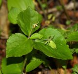 Viola xanthopetala