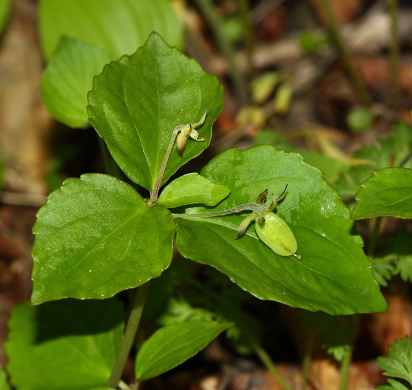 Image of Viola xanthopetala specimen.