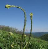 Image of taxon representative. Author is Татьяна Винокурова