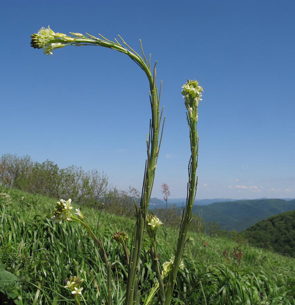 Изображение особи Turritis glabra.