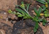 Notoceras bicorne. Верхушка веточки с соцветием. Испания, автономное сообщество Канарские острова, остров Фуэртевентура, провинция Лас Пальмас, муниципалитет Ла Олива, восточные окр. пос. Эль Котильо, предгорная равнина, пояс суккулентных кустарников, между камнями, глинистый субстрат. 16.03.2016.