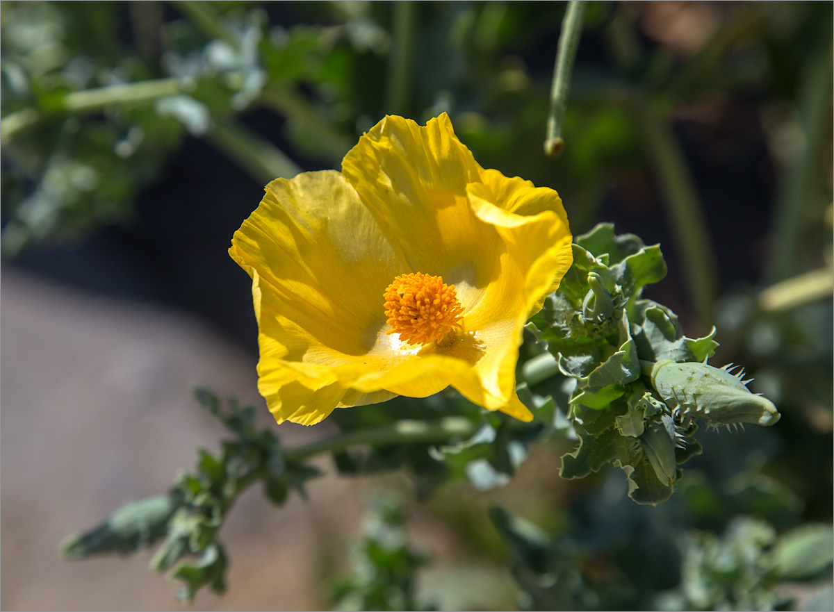 Изображение особи Glaucium flavum.