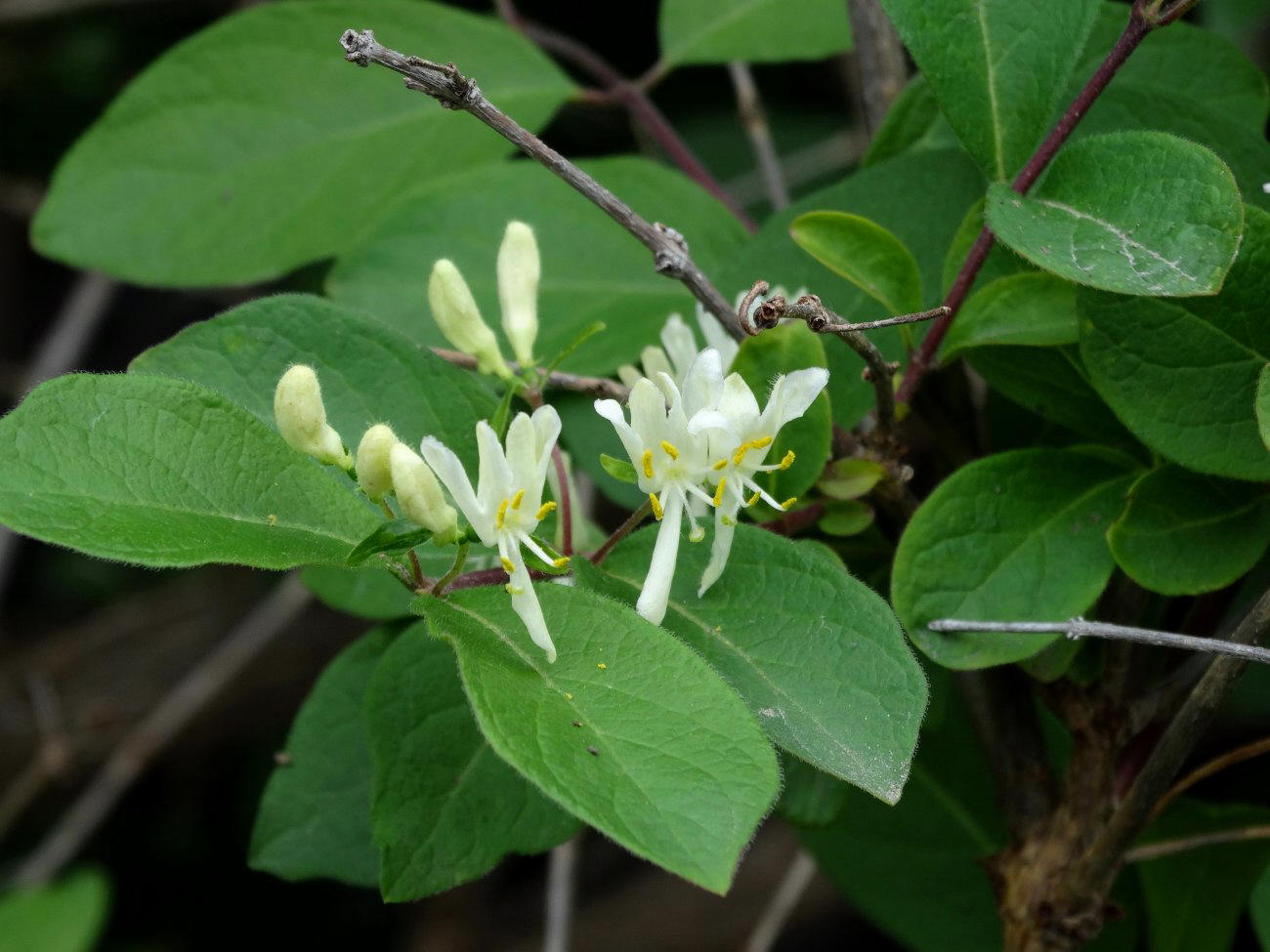 Изображение особи Lonicera ruprechtiana.