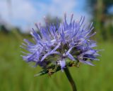Jasione montana
