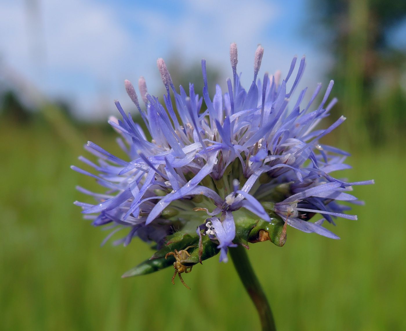 Image of Jasione montana specimen.