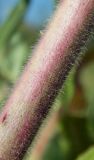 Epilobium hirsutum