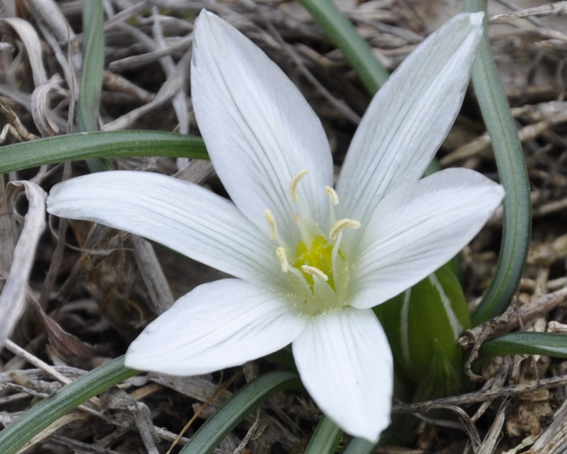 Image of Ornithogalum sibthorpii specimen.