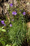 Campanula rotundifolia. Цветущее растение. Южный Урал, Челябинская обл., правый берег р. Ай ниже Больших Притесов. 9 июля 2016 г.