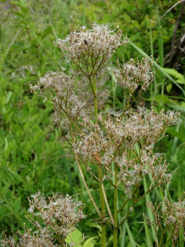 Изображение особи Valeriana alternifolia.