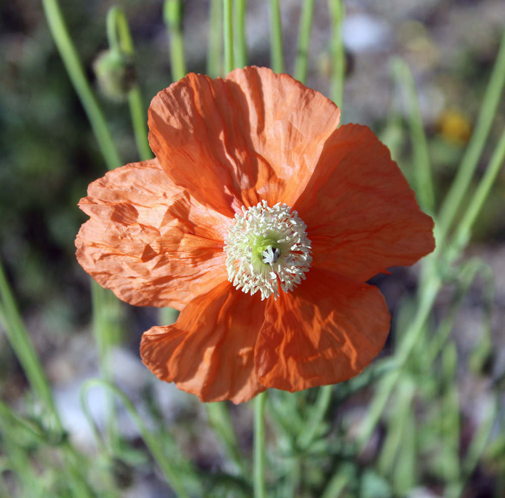 Изображение особи Papaver fugax.