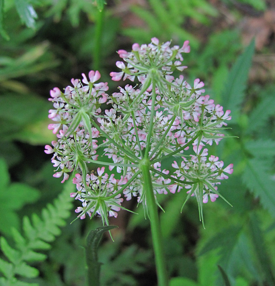 Изображение особи Chaerophyllum angelicifolium.