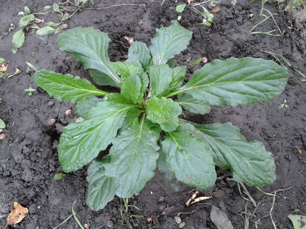Image of Ajuga reptans specimen.