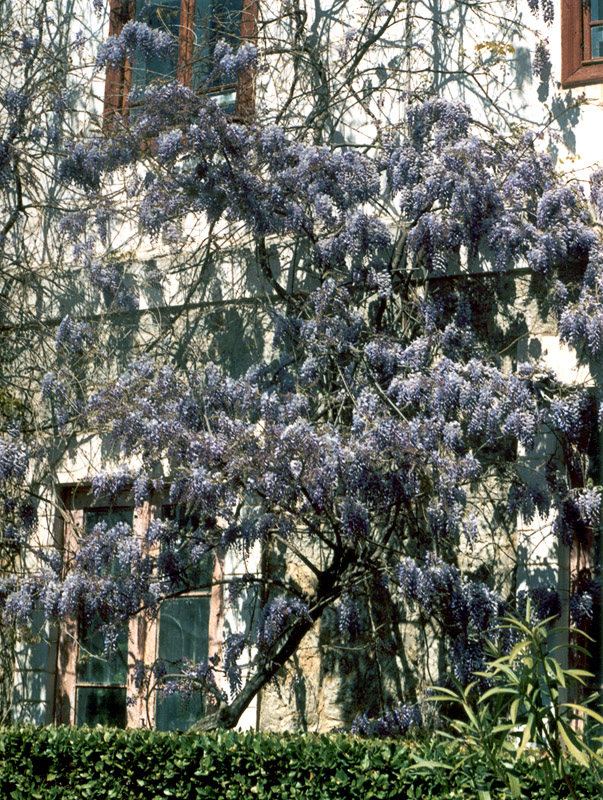 Image of Wisteria sinensis specimen.