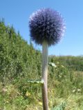 Echinops tricholepis. Верхушка побега с соцветием. Казахстан, Джунгарский Алатау, верховья Черной Речки, Лепсинский филиал Жонгар-Алатауского национального парка, Черновский участок, пояс яблоневых лесов, выс. 1200 м н.у.м. 26 августа 2016 г.