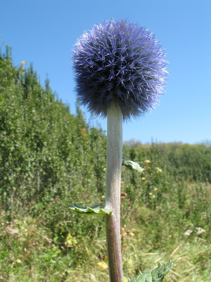 Изображение особи Echinops tricholepis.