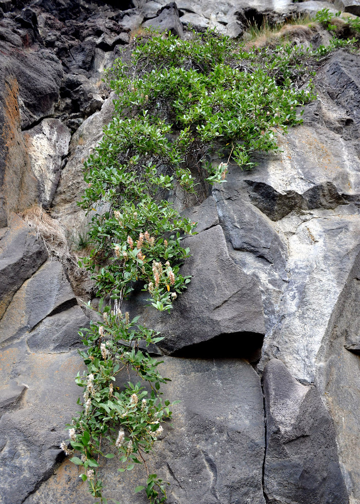 Image of Salix arctica specimen.