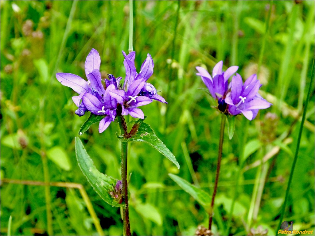 Image of Campanula glomerata specimen.