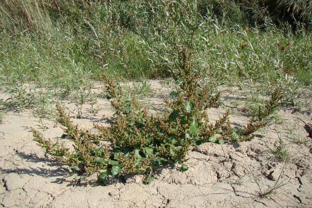 Изображение особи Oxybasis chenopodioides.