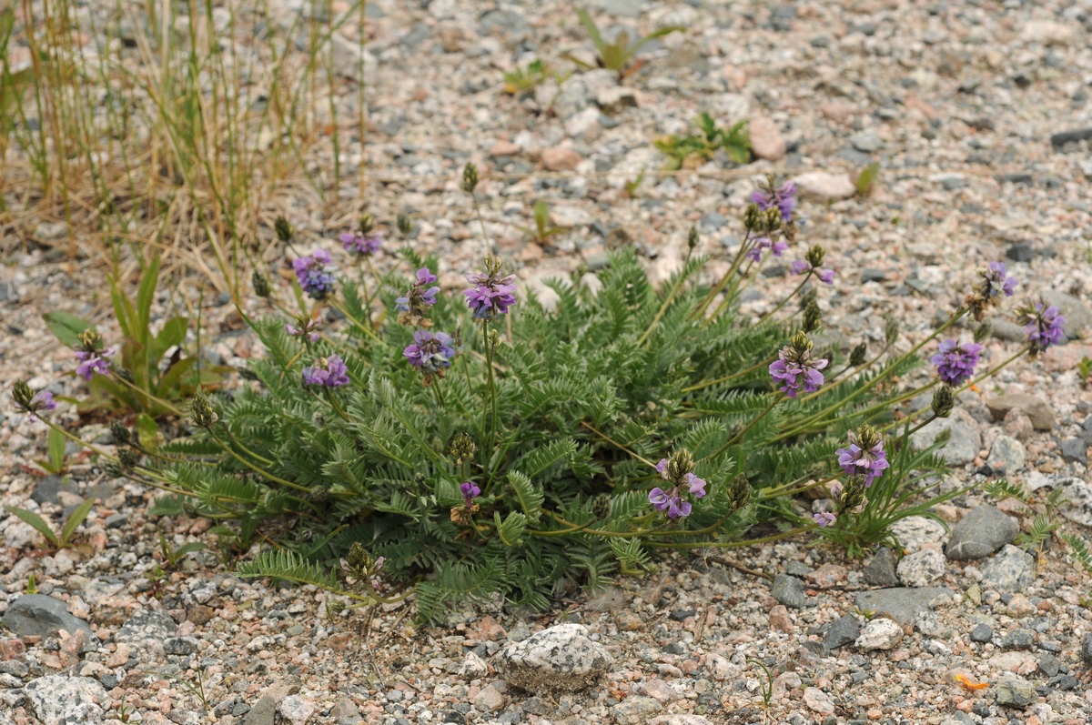 Изображение особи Oxytropis lapponica.