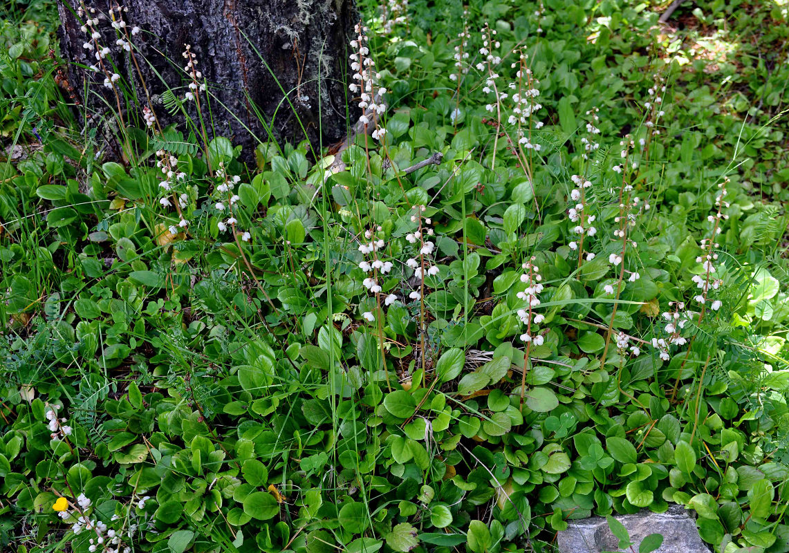 Image of Pyrola rotundifolia specimen.