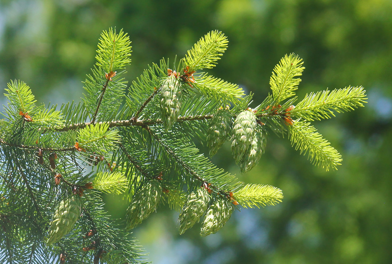 Изображение особи Pseudotsuga menziesii.