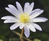 Anemone blanda